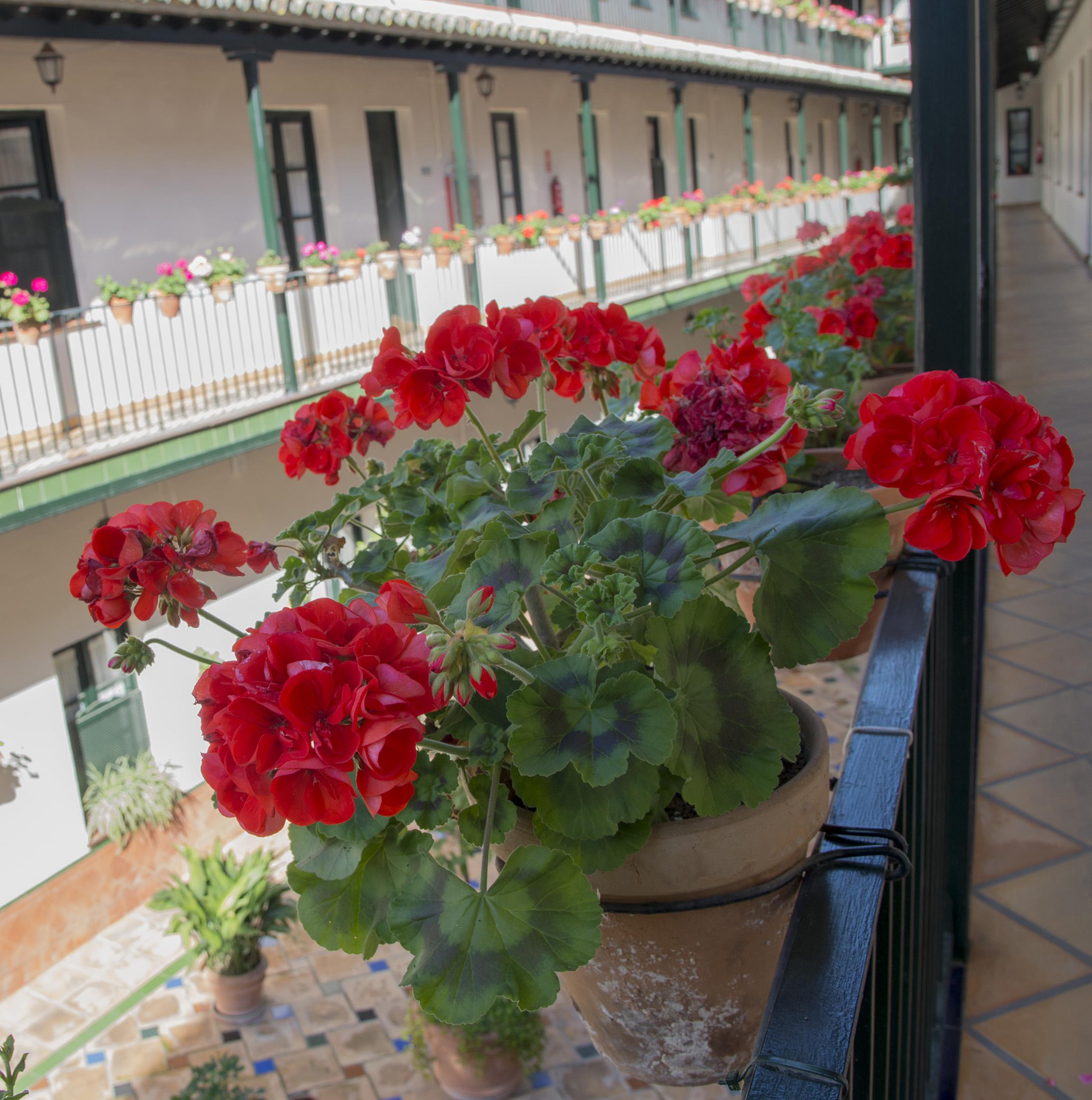 Corral De Los Chicharos Seville Ngoại thất bức ảnh
